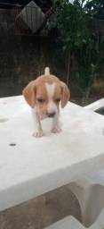 Título do anúncio: Filhote de beagle macho
