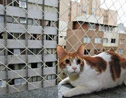 Título do anúncio: Tela e redes de proteção para gatos 