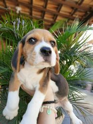 Título do anúncio: Beagle 13 Polegadas Canil Especializado na Raça Filhotes com  Pedigree 