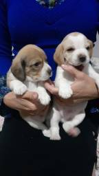 Título do anúncio: Filhotes de beagle 