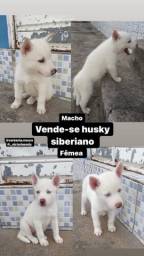 Título do anúncio: Filhotes de huskys siberiano