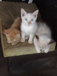 Título do anúncio: 3 gatinhos para doação, castração garantida...