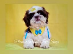 Título do anúncio: Shihtzu macho encantador, fotos reais - Namu Royal Pet Shop 