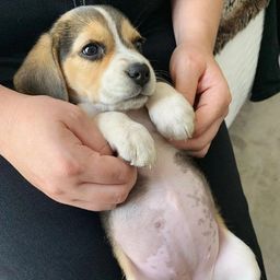 Título do anúncio: Beagle filhote disponível.<br><br>
