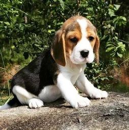 Título do anúncio: Beagle Fêmea