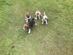 Título do anúncio: filhotes de beagle pedigree