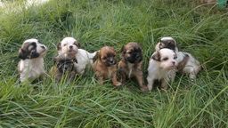 Título do anúncio: Filhotes de cachorro Lhasa apso (ilhasa apso) várzea Grande Cuiabá MT 