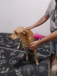 https://img.olx.com.br/thumbs256x256/32/326509761025830.jpg