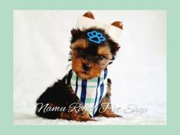 Título do anúncio: Yorkshire miniatura macho lindo, FOTOS REAIS - Namu Royal Pet Shop 