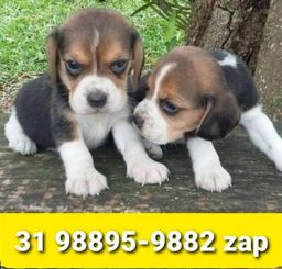 Título do anúncio: Beagle Mini Filhotes Capa de Revista 