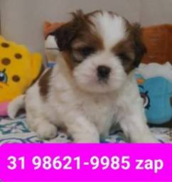 Título do anúncio: Canil Filhotes Cães Top BH Lhasa Poodle Basset Shihtzu Beagle Yorkshire Maltês 
