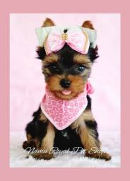 Título do anúncio: Yorkshire miniatura fêmea perfeita, FOTOS REAIS - Namu Royal Pet Shop 