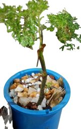 https://img.olx.com.br/thumbs256x256/32/329671447029245.jpg