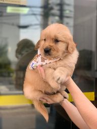 Cachorros Guarulhos Sao Paulo Olx