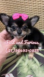 Título do anúncio: Chihuahua fêmea micro. Filhote Pêlo longo Black Tan 