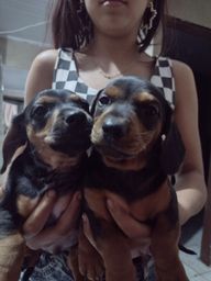 Título do anúncio: Vendo um casal de cachorro basset hound