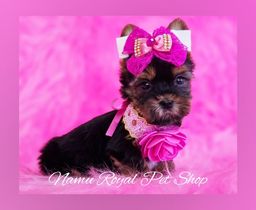 Título do anúncio: Yorkshire fêmea tamanho mini, fotos originais - Namu Royal Pet Shop 