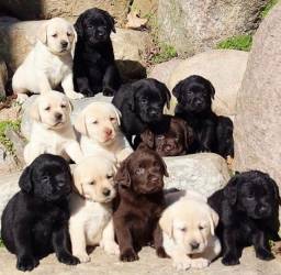 Título do anúncio: Filhotes de Labrador chocolate, campanhe e preto, com garantias em contrato