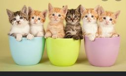 Título do anúncio: Doação de gatinhos
