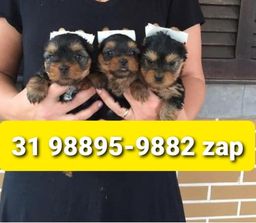 Título do anúncio: Canil Filhotes Cães Top BH Yorkshire Maltês Poodle Shihtzu Lhasa Basset Beagle 