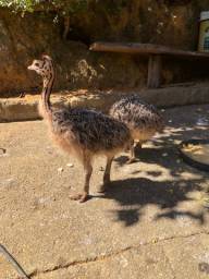 Título do anúncio: Filhotes de avestruz afeiam black 