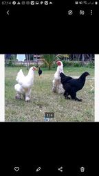 Título do anúncio: 3 galinha Brahma 