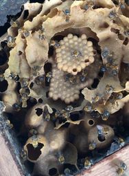 Título do anúncio: Crie abelhas nativas - Uruçu nordestina