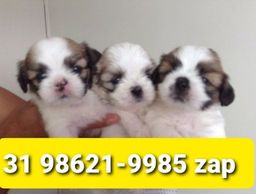 Título do anúncio: Canil Belos Filhotes Cães BH Lhasa Poodle Yorkshire Maltês Shihtzu Basset Beagle 