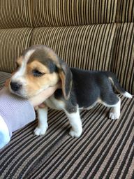 Título do anúncio: último beagle macho 