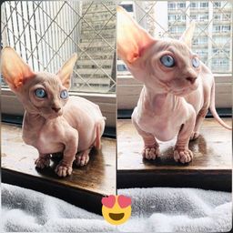 Título do anúncio: Sphynx famoso gato pelado, filhotes disponíveis 