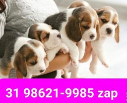 Título do anúncio: Canil Lindos Filhotes Cães BH Beagle Poodle Yorkshire Shihtzu Basset Maltês Lhasa 