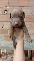 Título do anúncio: Filhotes de American Pitbull Terrier