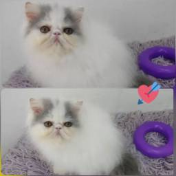 Título do anúncio: FIlhotes de persa lindos gatinhos disponíveis 