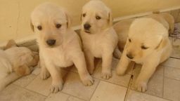 Título do anúncio: Labrador puppie fofos e com assitência em contrato 