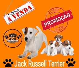 Título do anúncio: Filhotes de jack russell terrier com pedigree