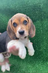 Título do anúncio: Beagle com pedigree e microchip rastreador 