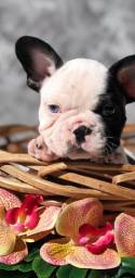 Título do anúncio: Filhote de bulldog francês