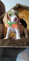 Título do anúncio: Beagle Foto Real macho bicolor