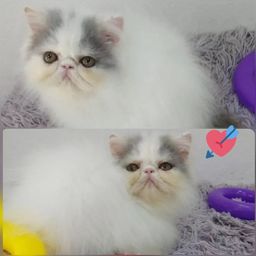 Título do anúncio: FIlhotes de gato persa, macho e femea disponíveis 