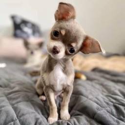Título do anúncio: Chihuahua Macho mini, filhotes a pronta entrega. Loja física