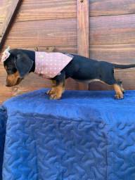 Título do anúncio: Filhotes de basset dachshund padrão mini Disponível 