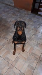 Título do anúncio: Doação de Rottweiler fêmea 1 ano dócil 
