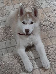 Título do anúncio: Vendo filhote Husky siberiano com pedigree