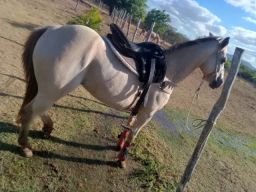 Cavalo de esteira - Cavalos e acessórios - Boca da Mata 1256655255