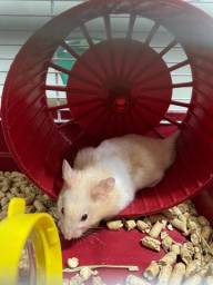 Título do anúncio: Hamster sírio para adoção responsável 
