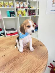 Título do anúncio: Filhote Beagle tricolor