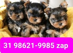 Título do anúncio: Filhotes Miniaturas Cães em BH Yorkshire Maltês Lhasa Basset Beagle Poodle Shihtzu 