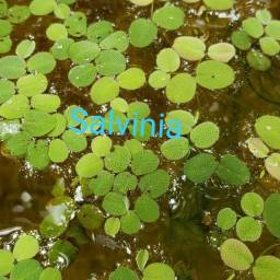 Título do anúncio: Salvinia, planta aquática uma porção por R$ 10,00