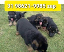 Título do anúncio: Filhotes Cães Premium em BH Pastor Rottweiler Labrador Golden Akita Boxer Dálmata 