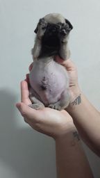 Título do anúncio: Filhote Pug macho 31 dias vacinado e vermífugado top *
